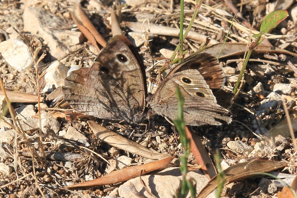 Hipparchia statilinus - corteggiamento