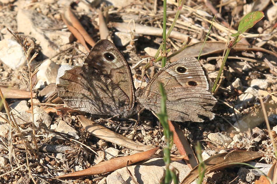 Hipparchia statilinus - corteggiamento