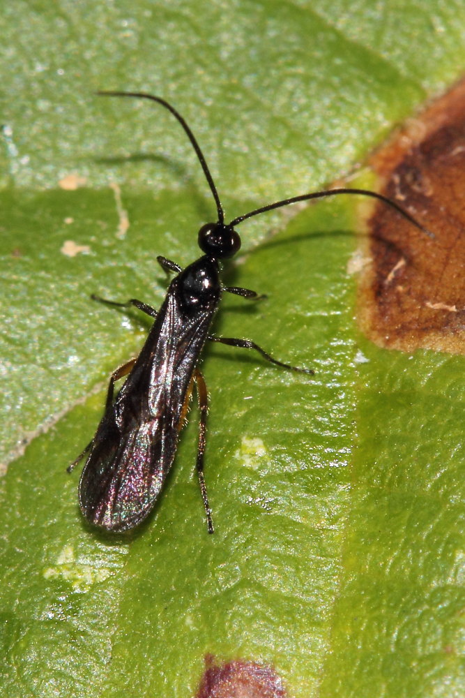 Braconidae ?