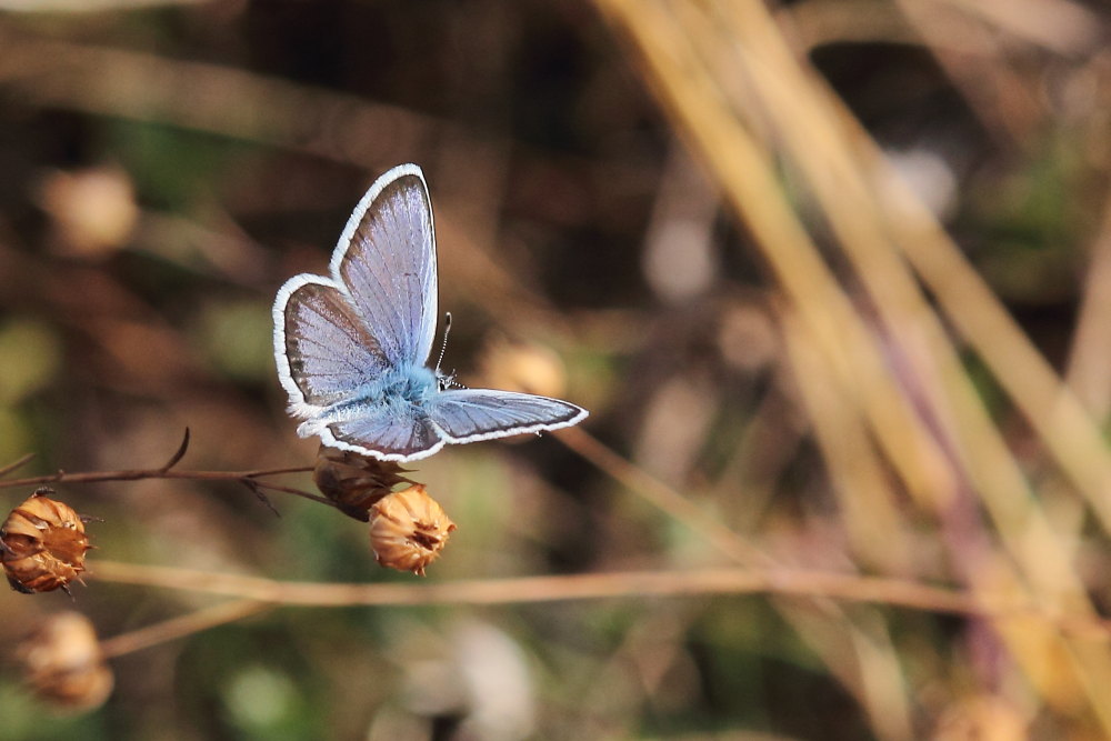 Lycaenidae da identificare