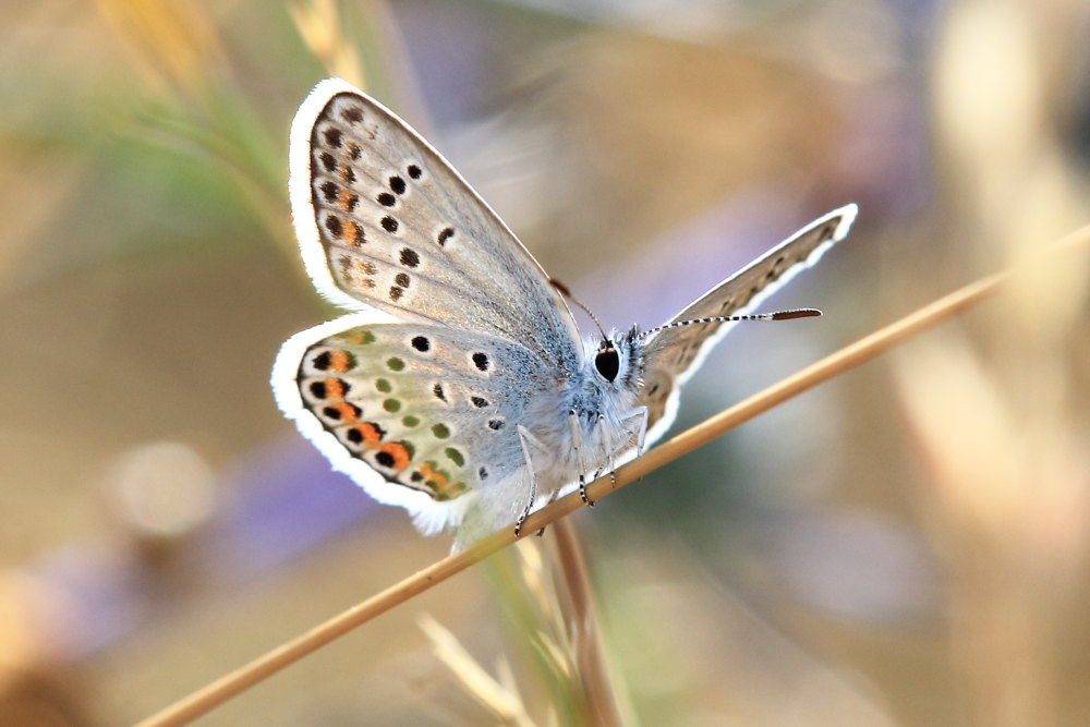 Lycaenidae da identificare