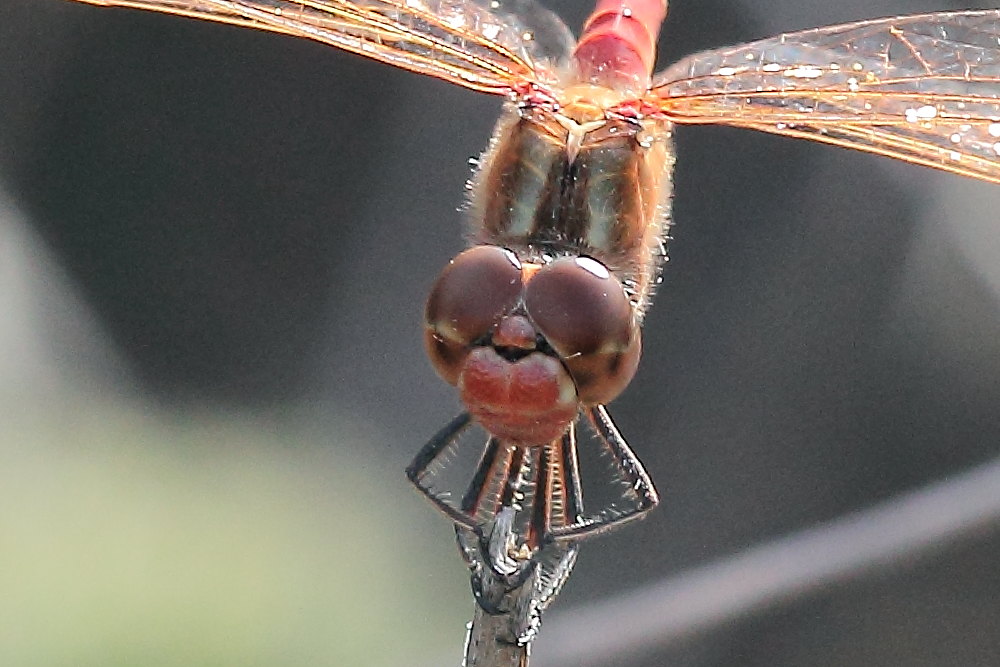 Due libellule da identificare