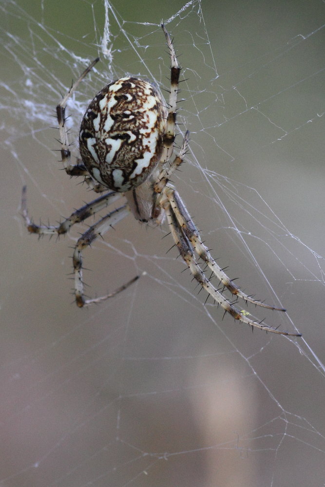 Neoscona byzanthina - Monte San Vicino (MC)