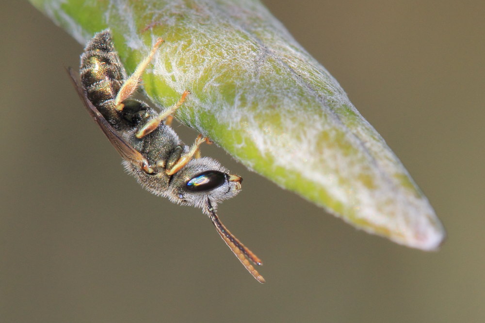 Maschio di Halictus (Seladonia) cfr. gemmeus