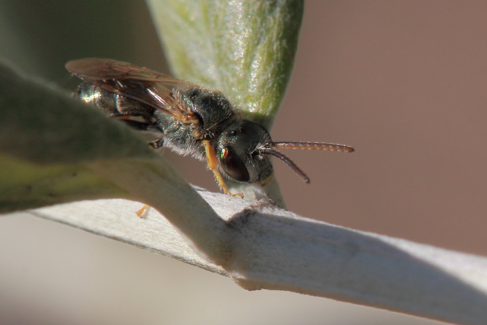 Maschio di Halictus (Seladonia) cfr. gemmeus