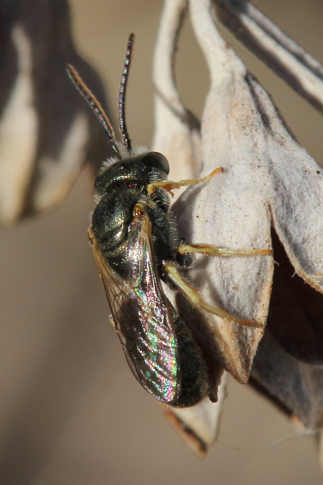 Maschio di Halictus (Seladonia) cfr. gemmeus