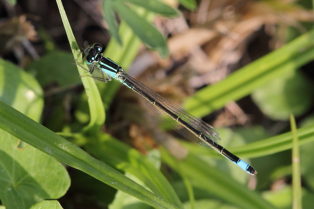 Ischnura elegans