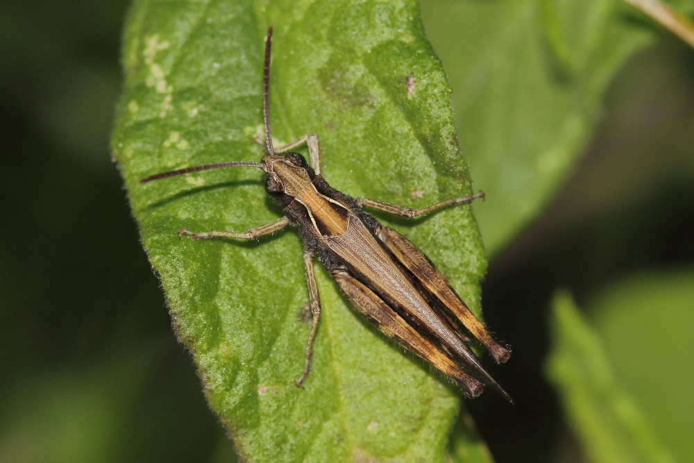 Omocestus rufipes?