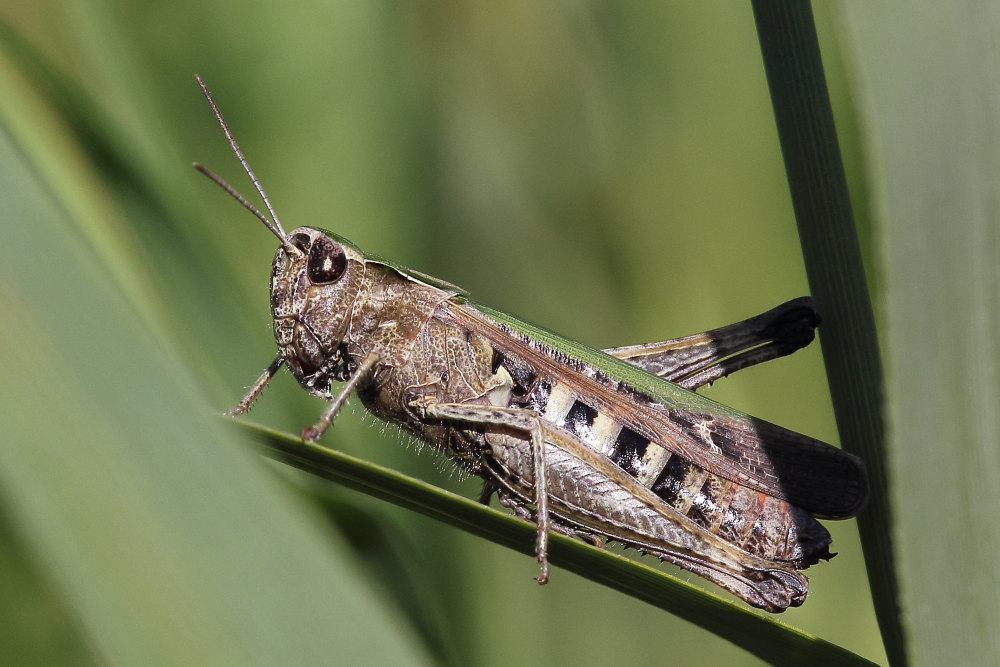 Omocestus rufipes?