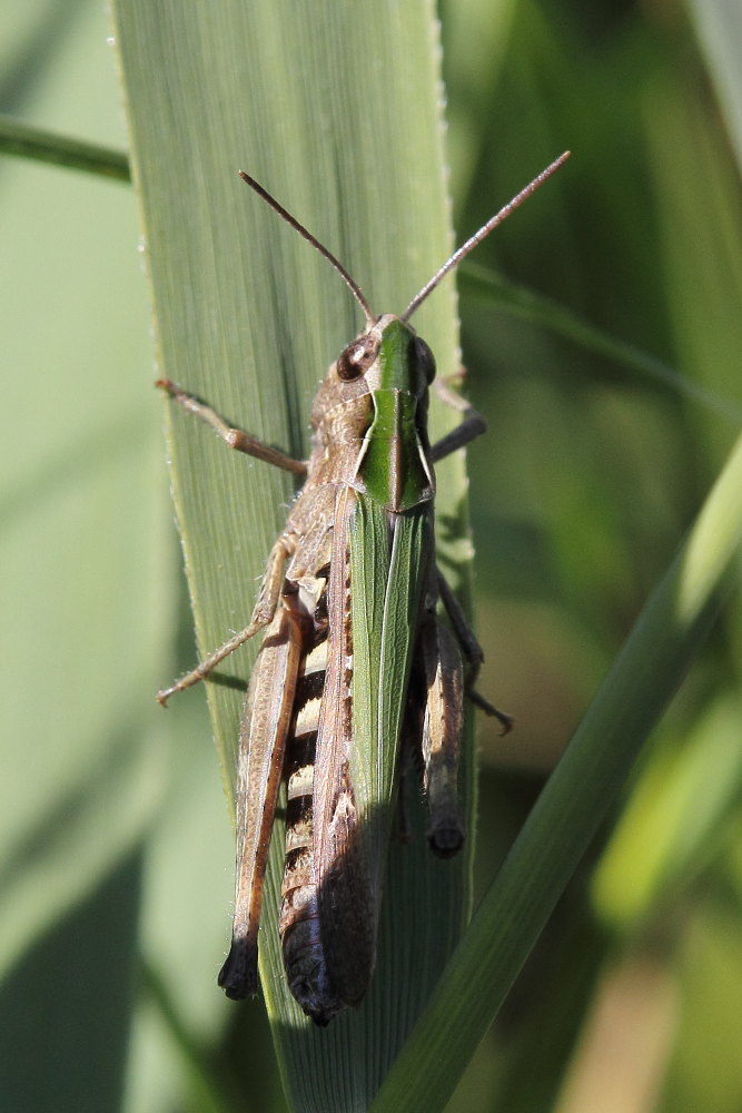 Omocestus rufipes?