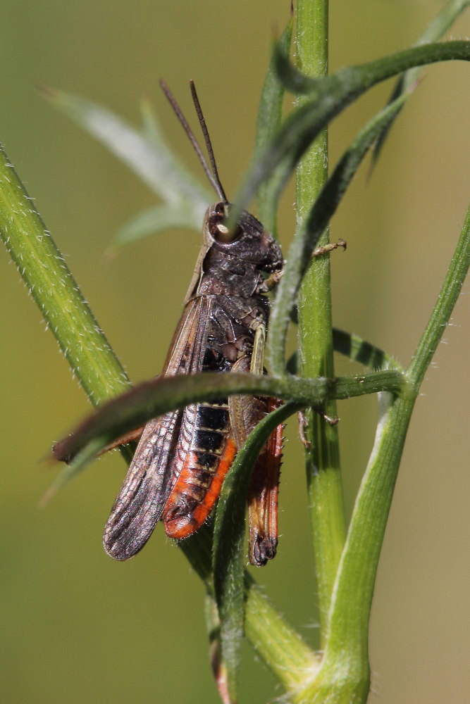 Omocestus rufipes?