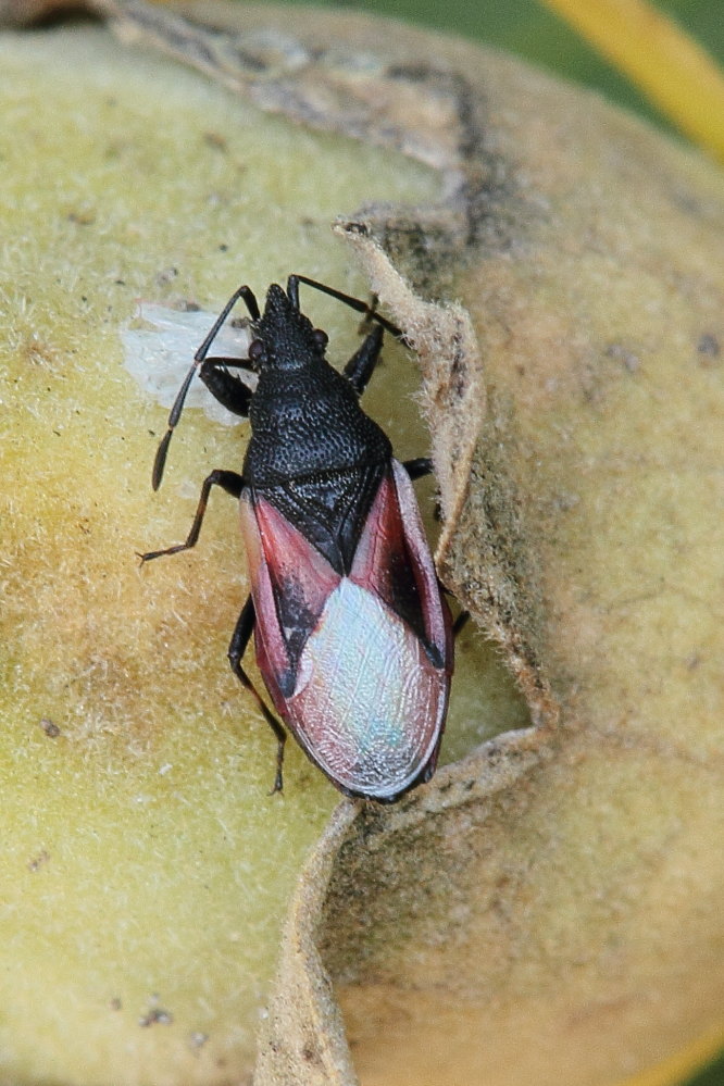 Oxycarenus lavaterae