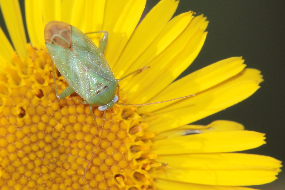 Miridae da identificare