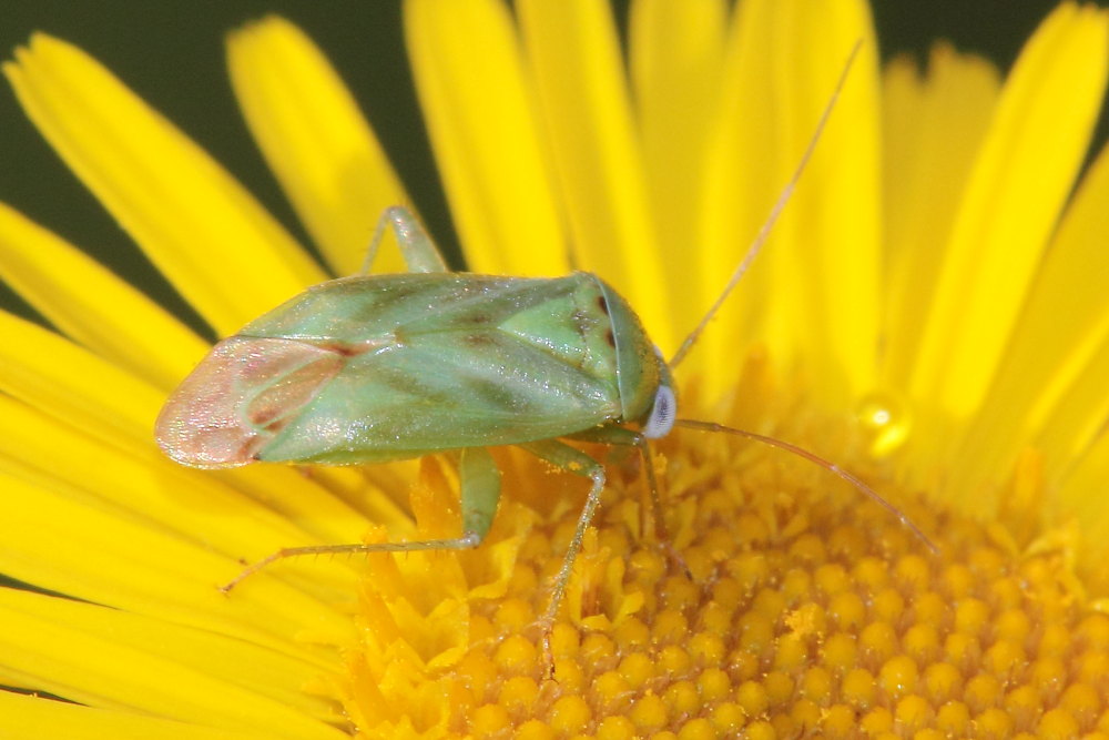 Miridae da identificare