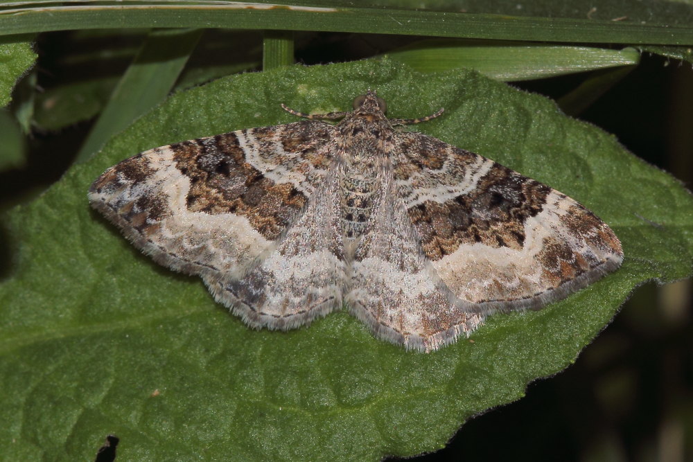 Epirrhoe alternata?