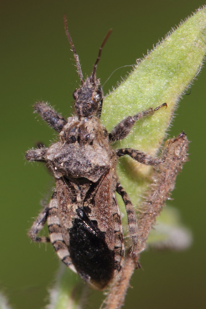 Reduvidae: Coranus griseus