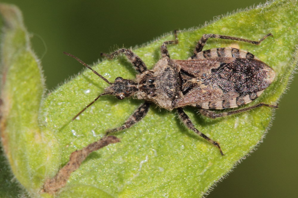 Reduvidae: Coranus griseus