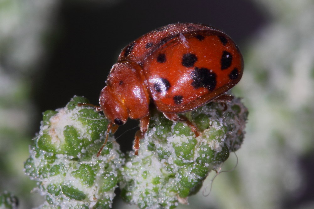 Subcoccinella vigintiquatuorpunctata