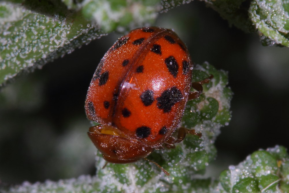 Subcoccinella vigintiquatuorpunctata