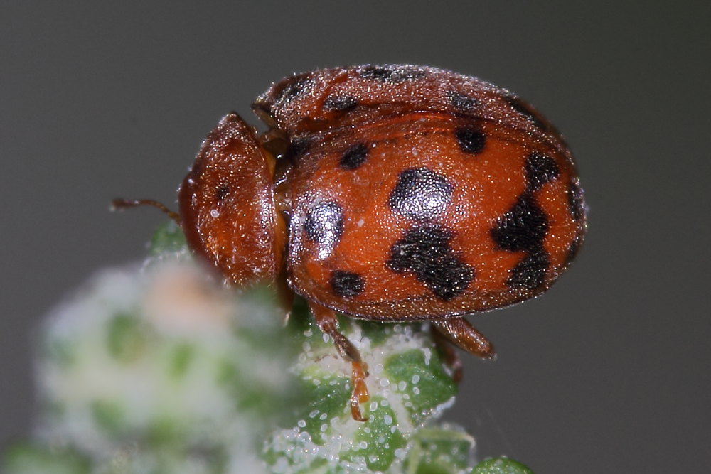 Subcoccinella vigintiquatuorpunctata