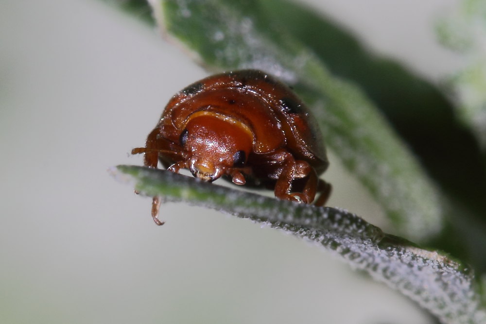 Subcoccinella vigintiquatuorpunctata