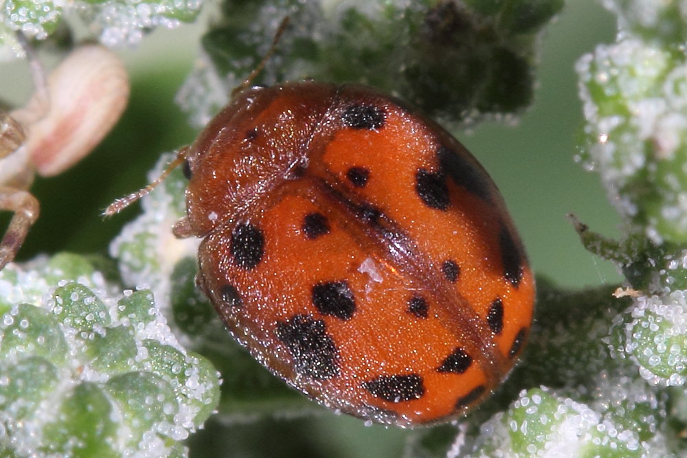 Subcoccinella vigintiquatuorpunctata