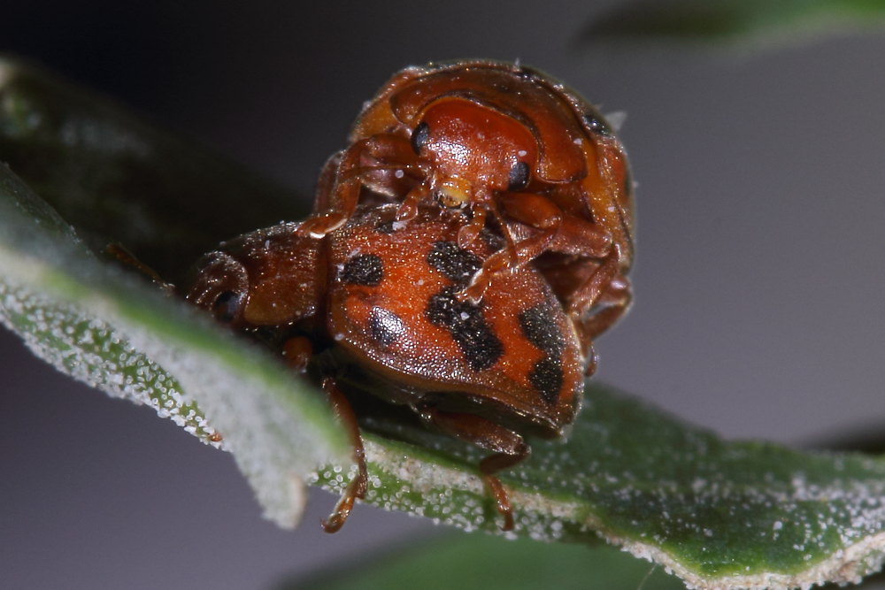 Subcoccinella vigintiquatuorpunctata