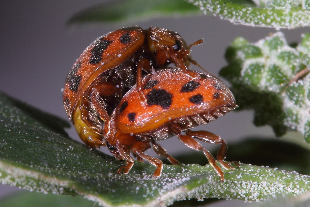 Subcoccinella vigintiquatuorpunctata