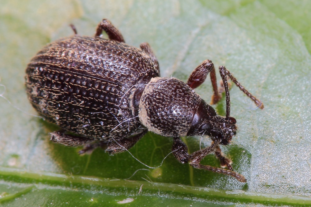 Curculionidae da identificare - Otiorhynchus cribricollis