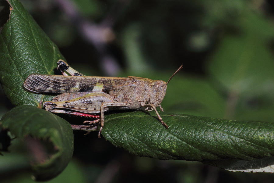 Oedipoda caerulescens ?