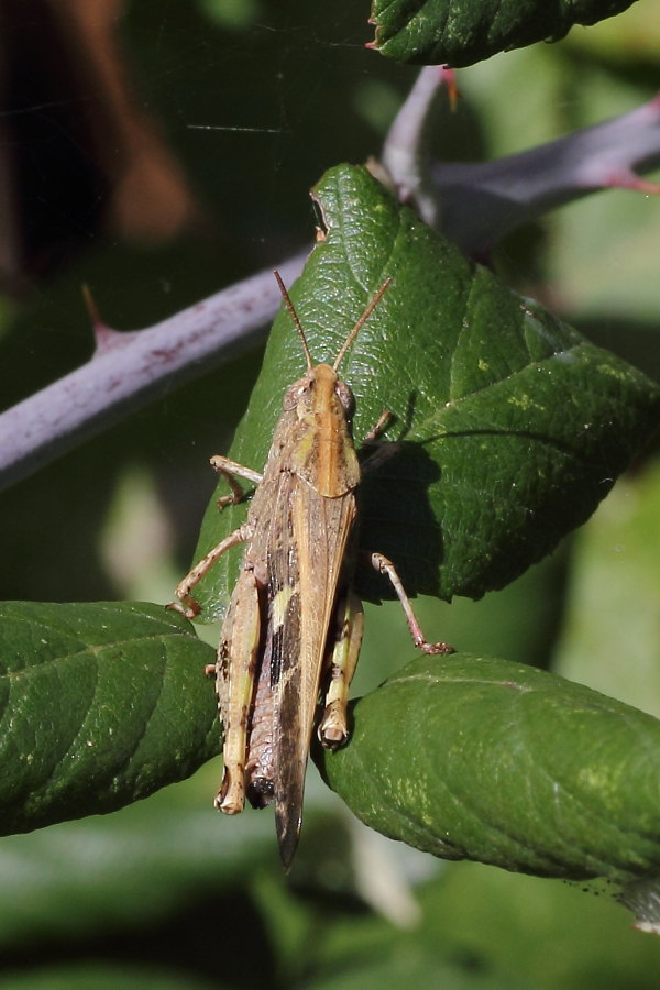 Oedipoda caerulescens ?