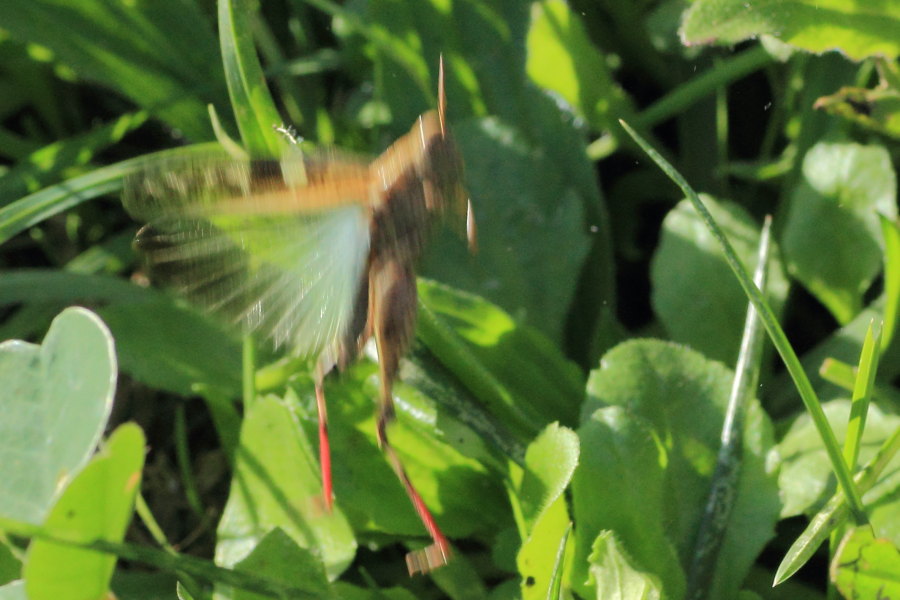 Oedipoda caerulescens ?