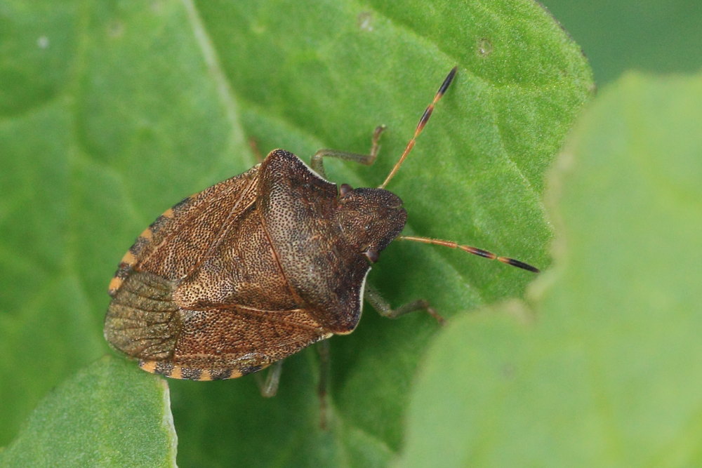 Pentatomidae: Peribalus strictus delle Marche (AN)