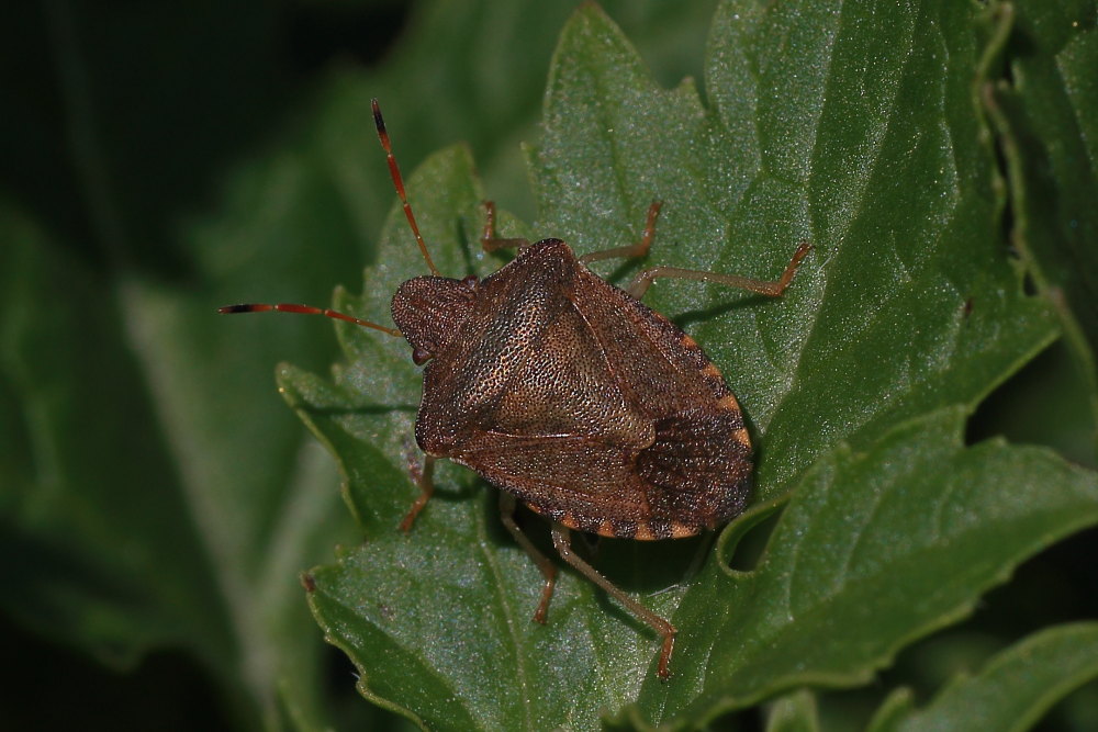 Pentatomidae: Peribalus strictus delle Marche (AN)