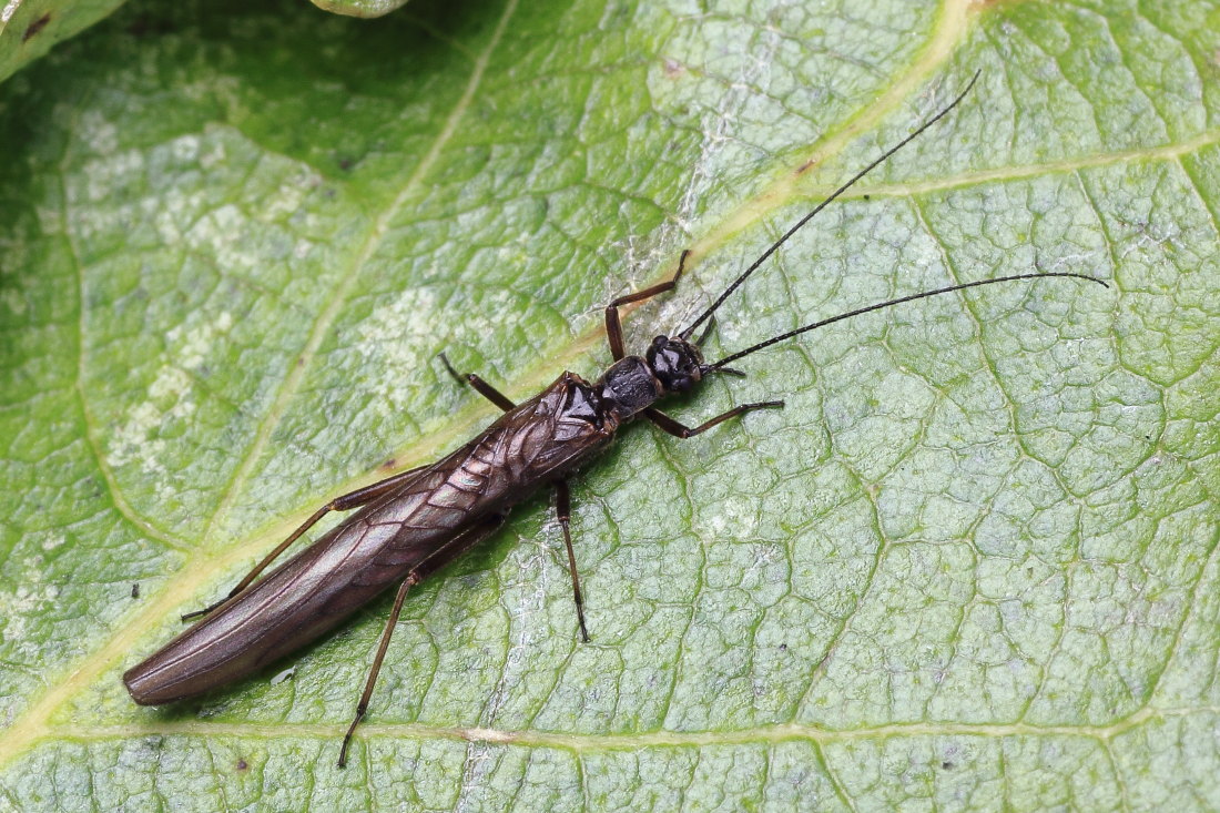 Leuctra sp. della campagna marchigiana