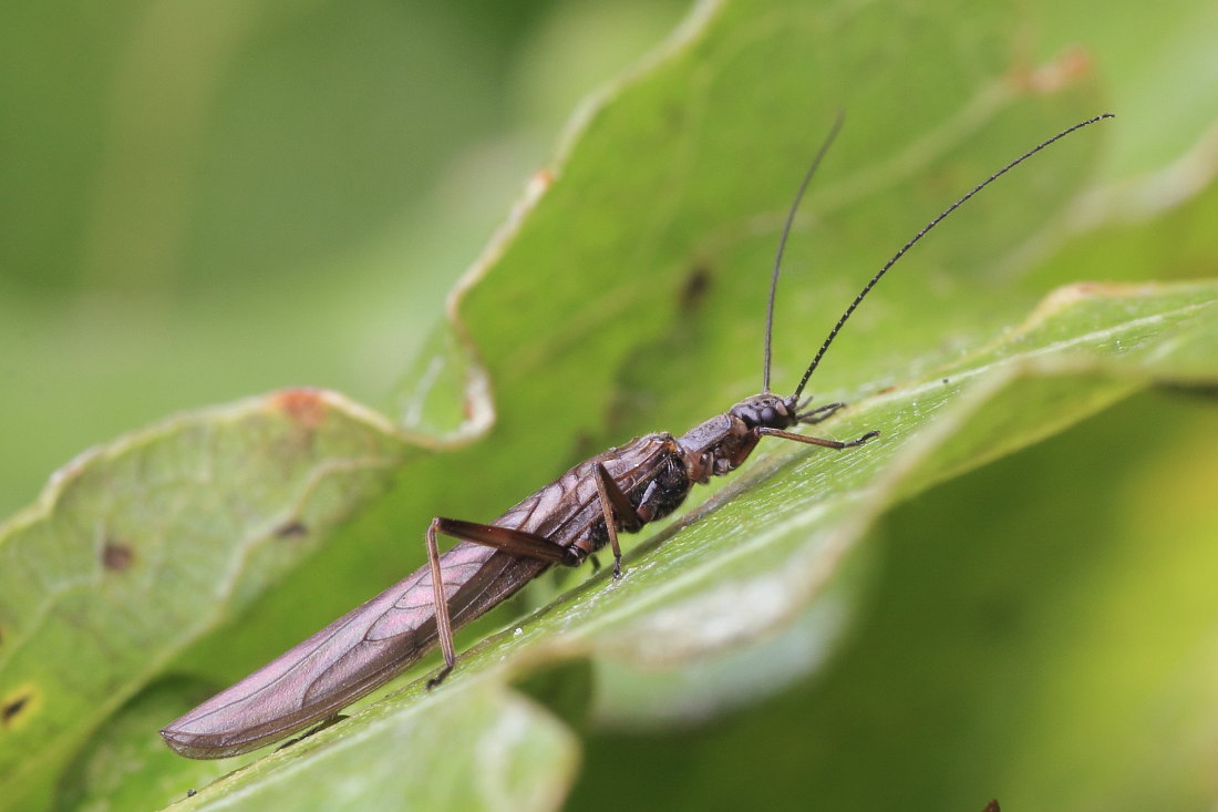 Leuctra sp. della campagna marchigiana