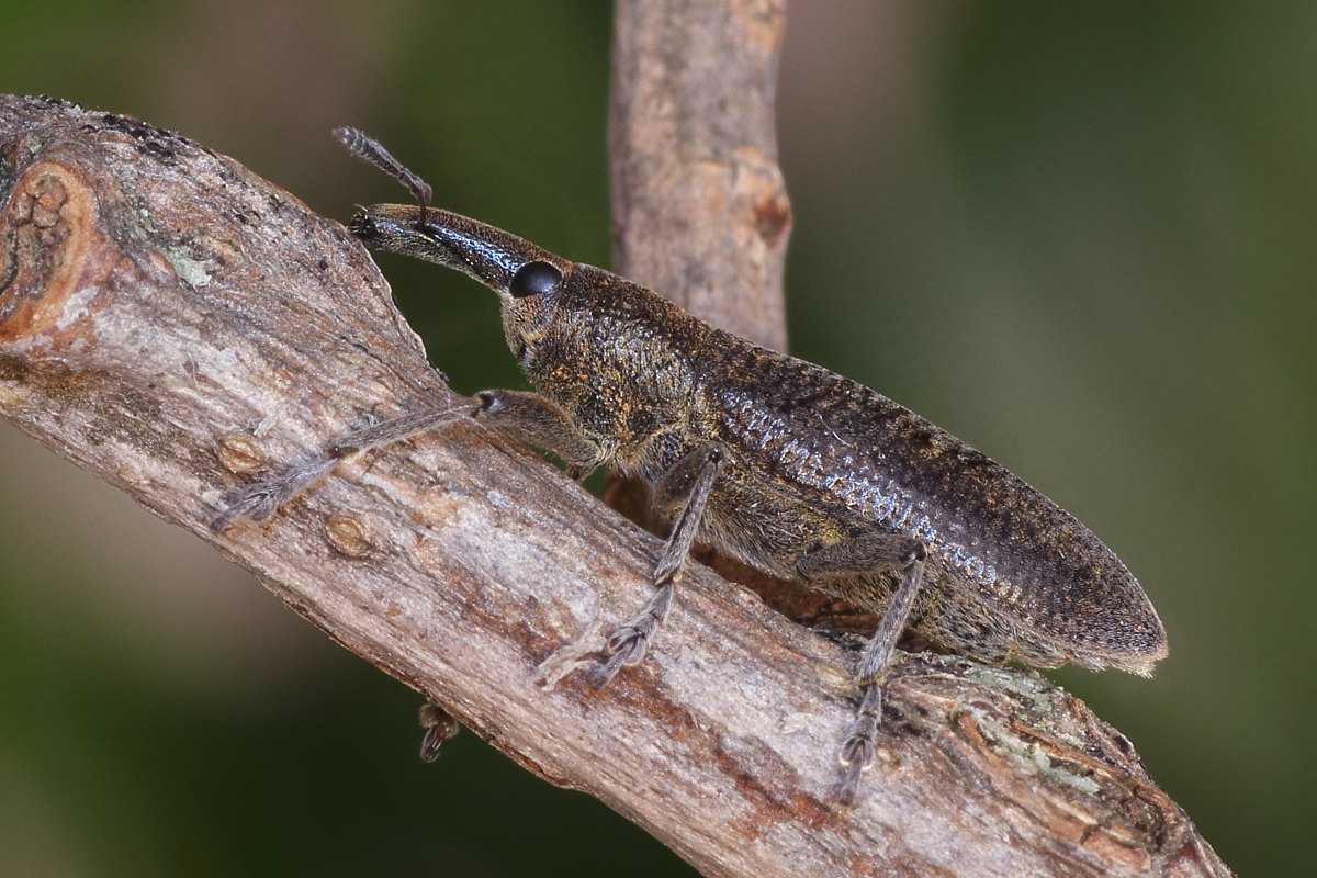 Curculionidae natalizio: Lixus pulverulentus