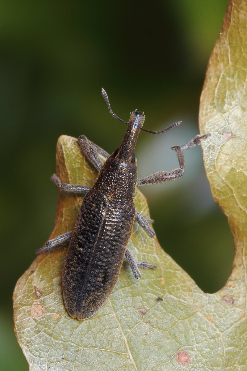 Curculionidae natalizio: Lixus pulverulentus