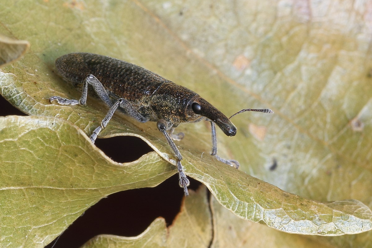 Curculionidae natalizio: Lixus pulverulentus