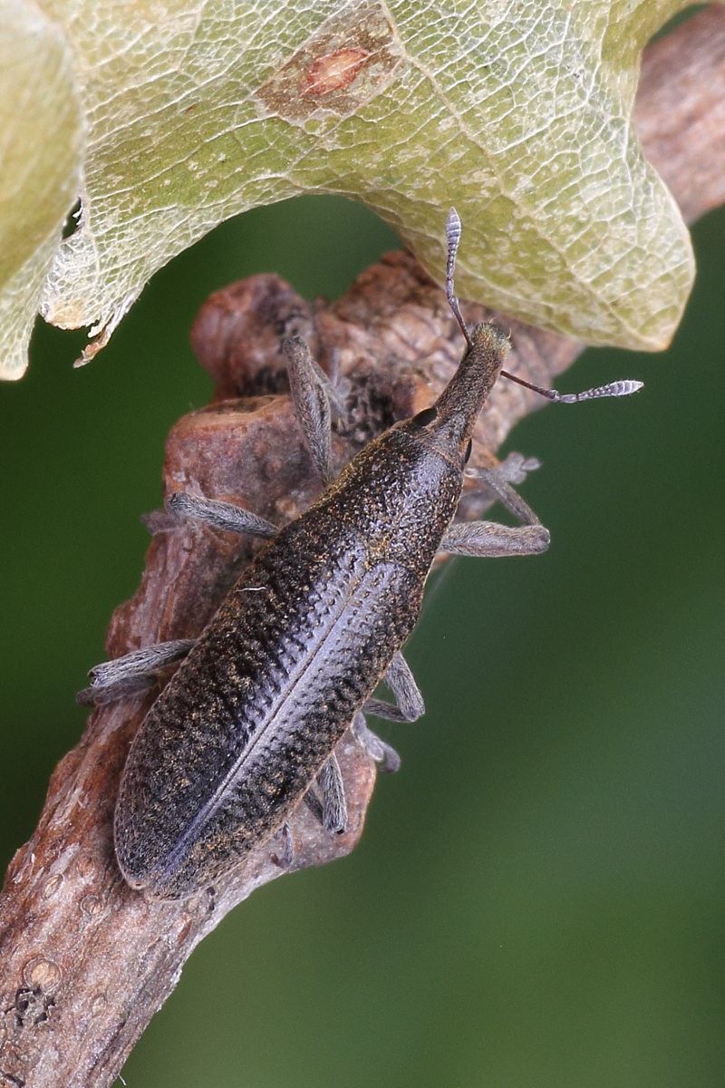 Curculionidae natalizio: Lixus pulverulentus