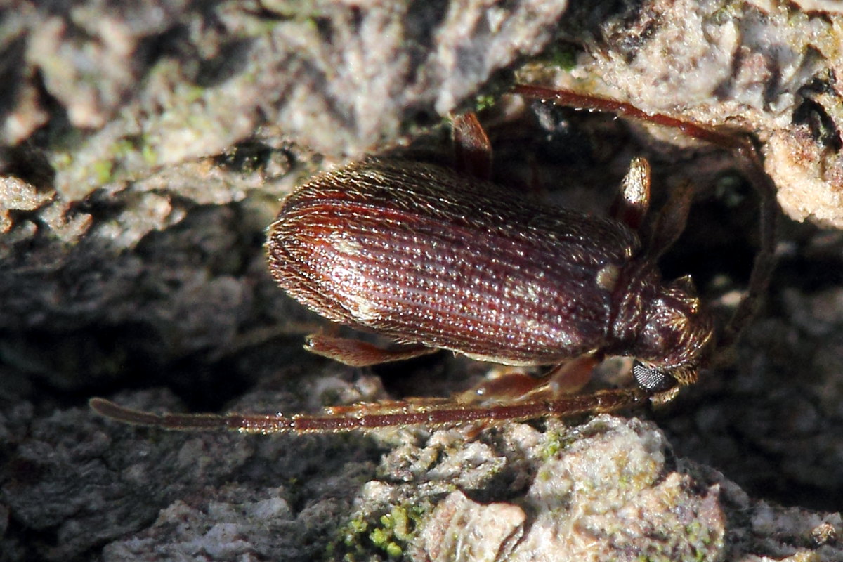 Cerambycidae microscopico? No. Ptinus sp. (Anobiidae Ptininae)