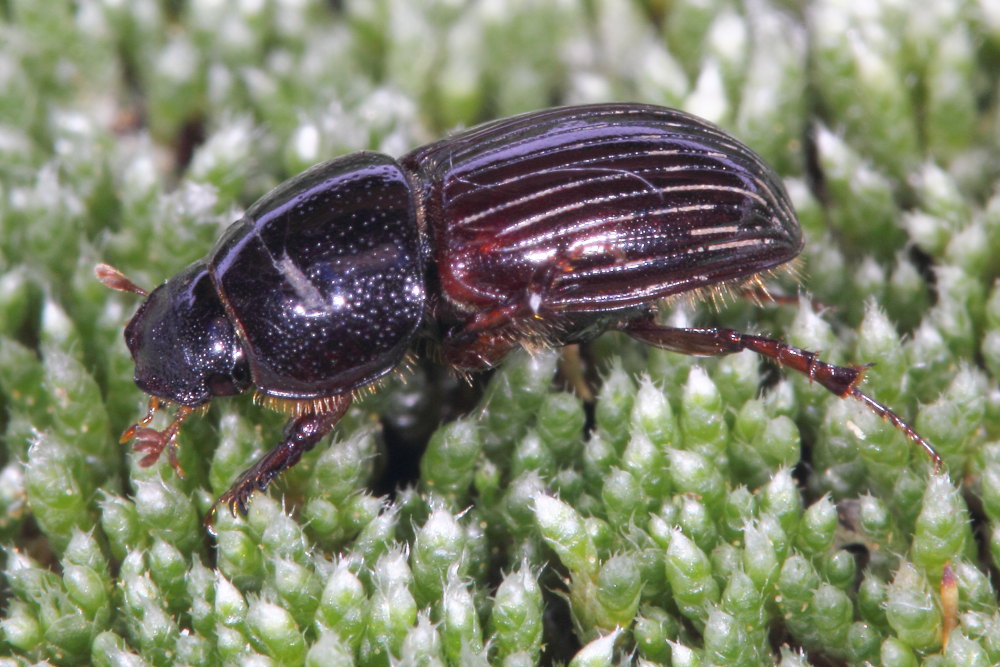 Aphodius da identificare: Loraphodius suarius