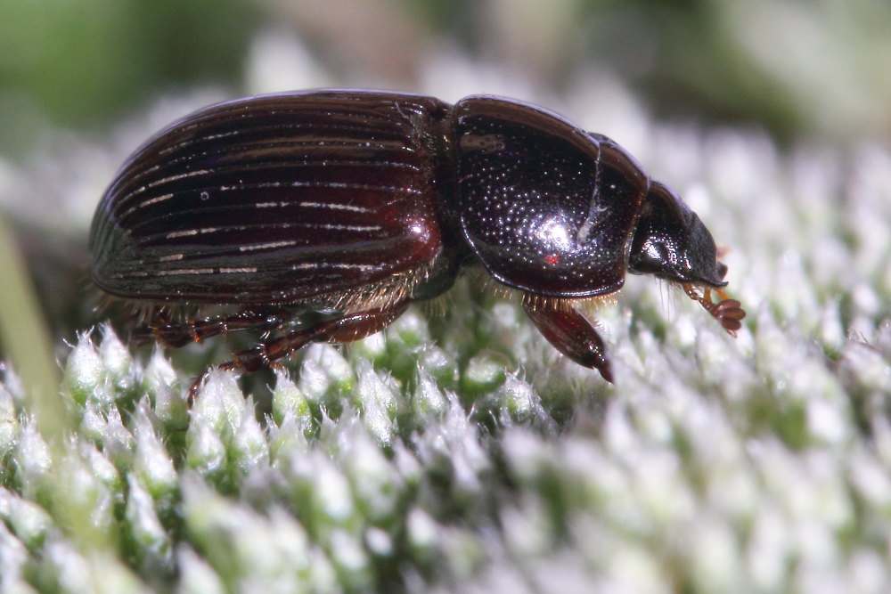 Aphodius da identificare: Loraphodius suarius