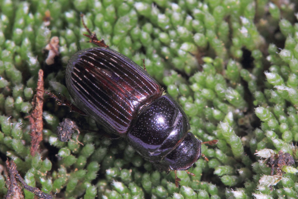 Aphodius da identificare: Loraphodius suarius