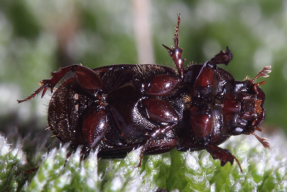 Aphodius da identificare: Loraphodius suarius