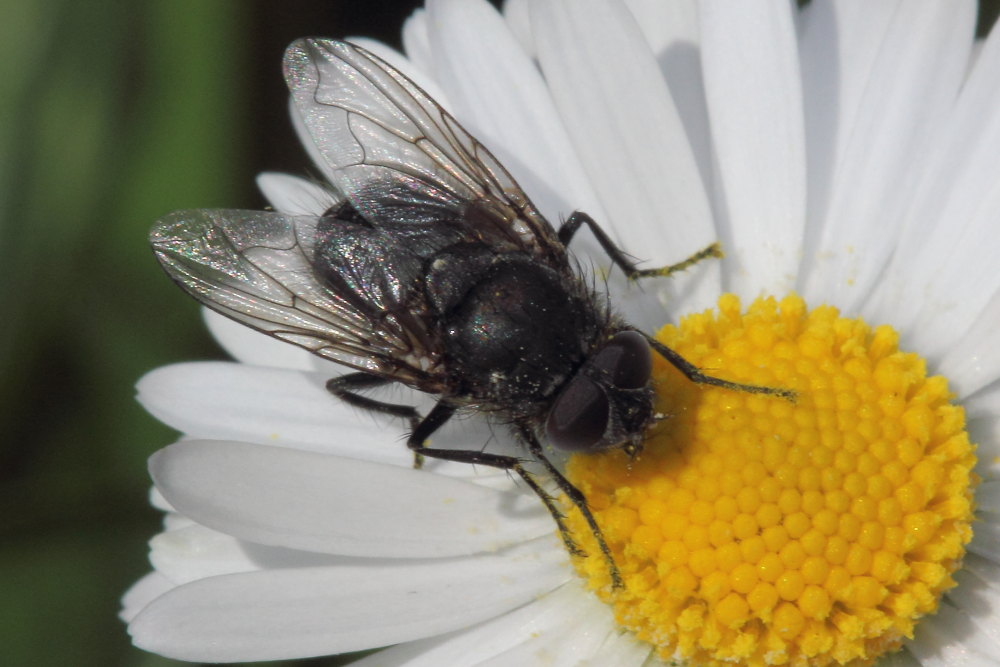 Pollenia sp.