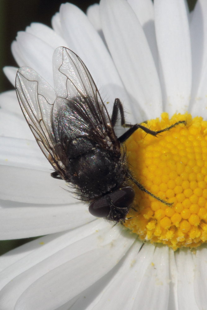 Pollenia sp.