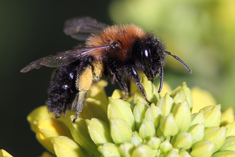 Andrena bicolor ?