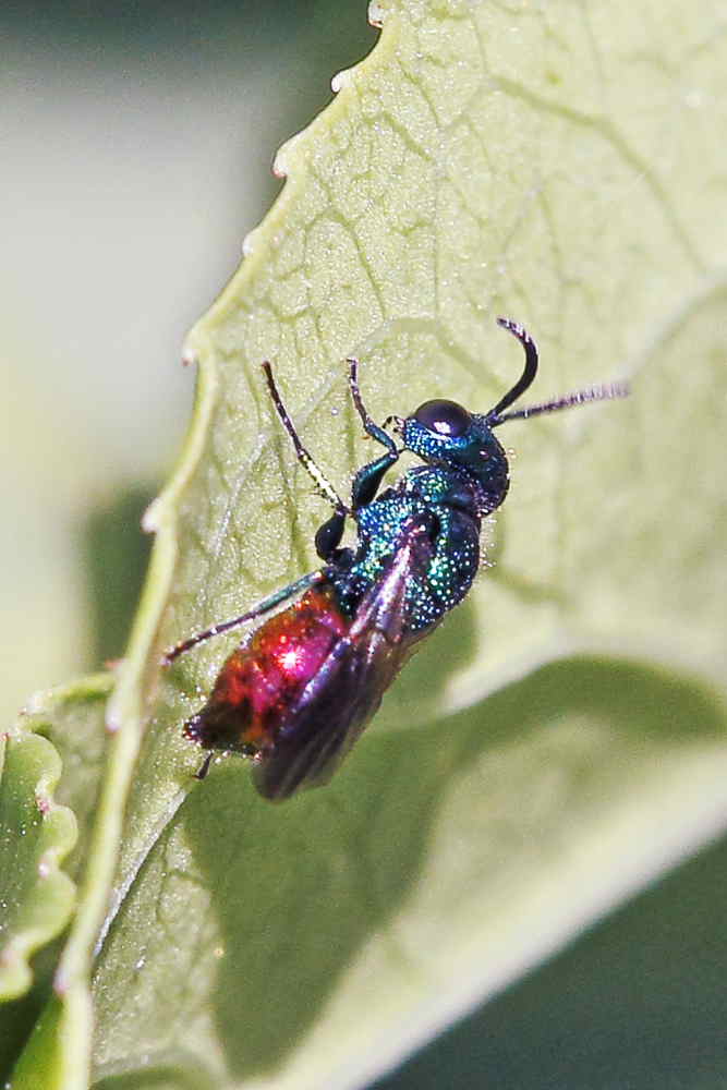 La prima Chrysididae della stagione: Pseudomalus auratus ?