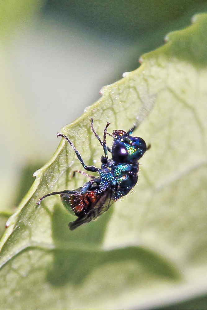 La prima Chrysididae della stagione: Pseudomalus auratus ?